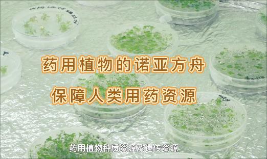 它是药用植物的诺亚方舟，即便面对“天灾人祸”，也不怕药没了