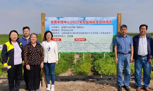 全国农技中心和山东省种子治理总站组织耐盐碱花生种类现场评价